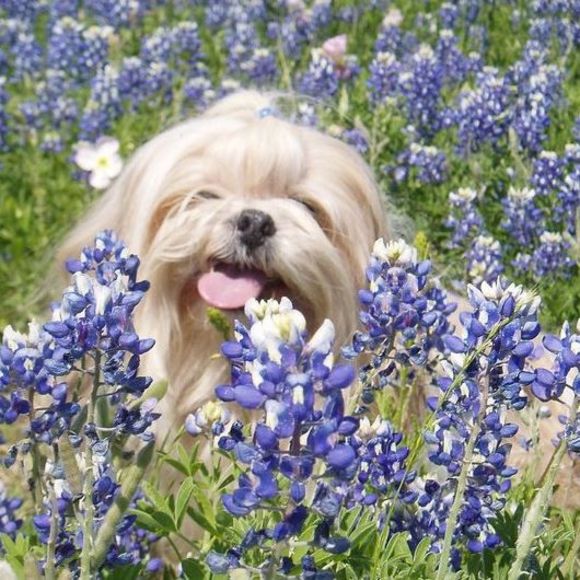 Meet your Posher, Ace - Picture 1 of 1